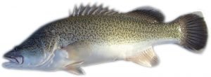 Murray cod for aquaponics