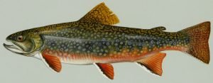 brook trout for aquaponics