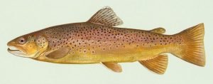 brown trout for aquaponics