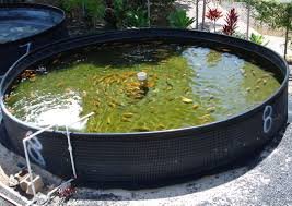 aquaponics fish tank