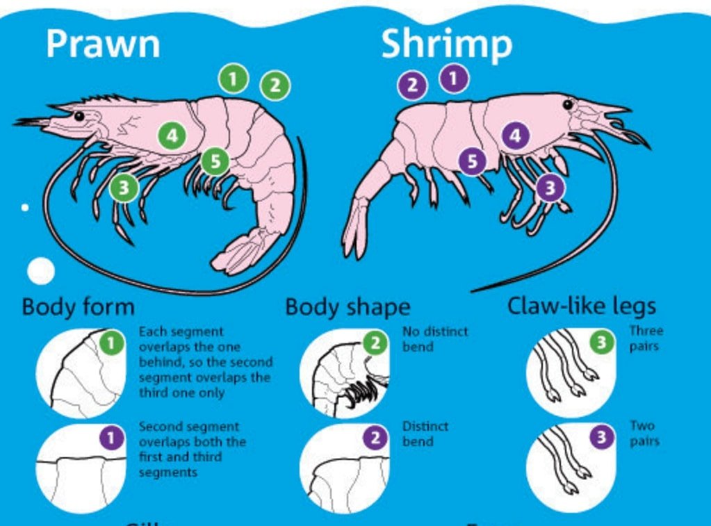 physical-difference-between-prawn-and-shrimps