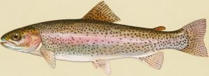 rainbow trout for aquaponics