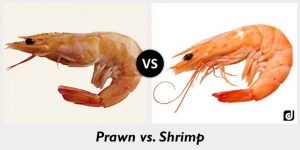 shramp and prawn in aquaponics