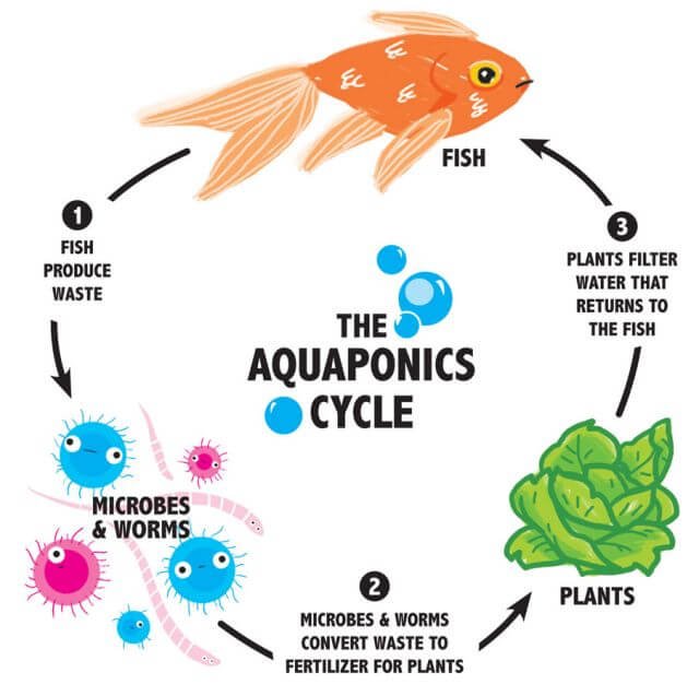 aquaponics nutrition cycle