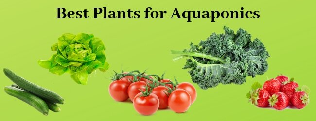 best plants for aquaponics