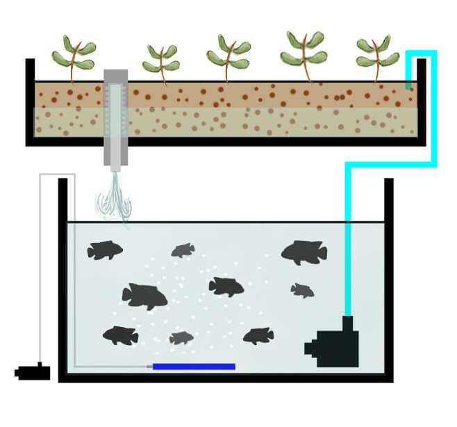 aquaponics flood and drain