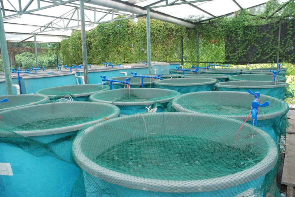 fish farm with aquaponics