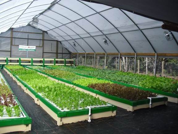 floating rafts in commercial aquaponics system
