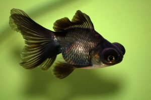Black Moor goldfish