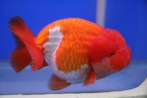 Lionchu goldfish