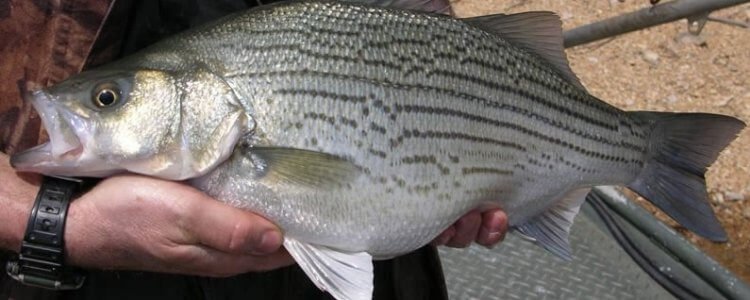 hybrid striped bass