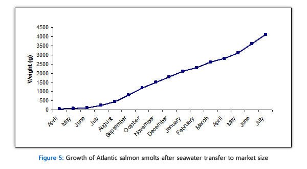 salmon growth rate
