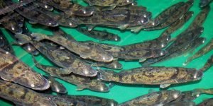 walleye in aquaculture systems