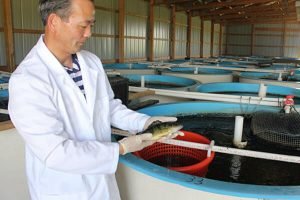 yellow perch in aquaculture systems