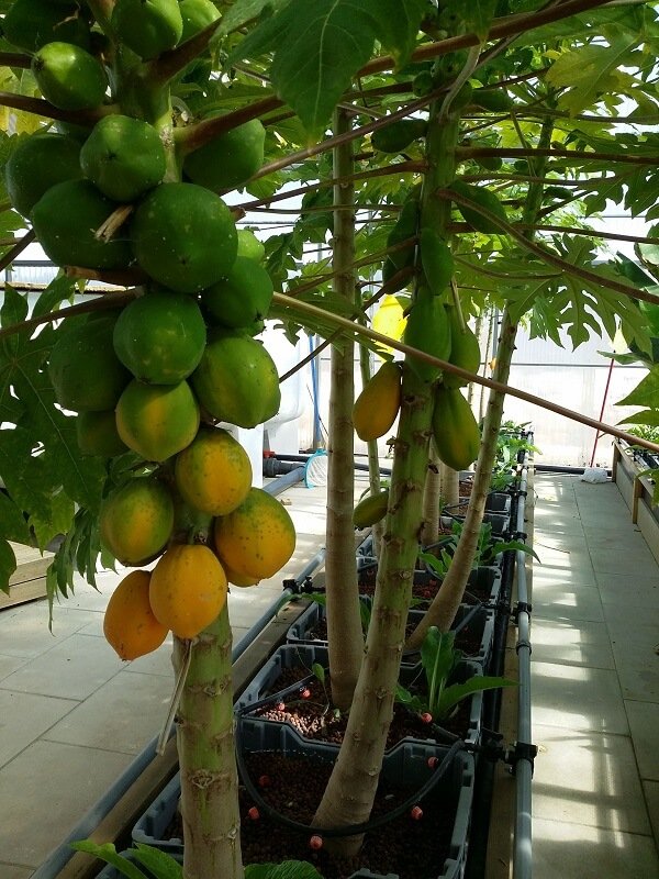papaya tree in aquaponics growbeds with growmedia