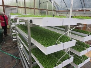 aquaponics microgreens farm