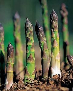 asperagus in growbed