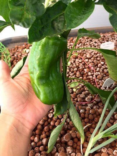 growing pepper in aquaponics