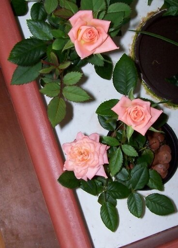 roses on a floating raft