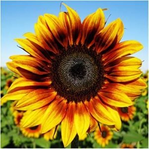 sunflower for aquaponics