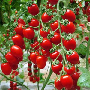 tomatoes in aquaponics system