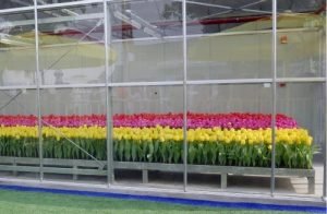 tulips in greenhouse