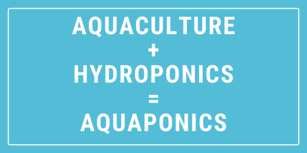 aquaculture and hydroponics is aquaponics