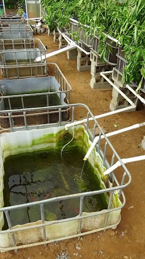 Example of algae growth in sump tanks